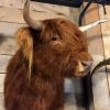 Recently stuffed head of a Scottish highlander