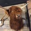 Recently stuffed head of a Scottish highlander