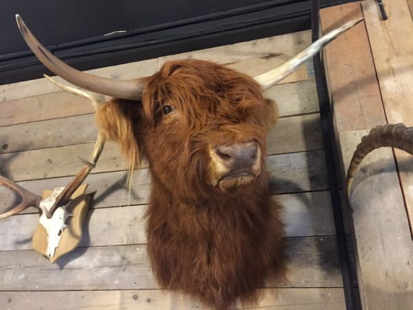 Recently stuffed head of a Scottish highlander