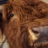 Recently stuffed head of a Scottish highlander