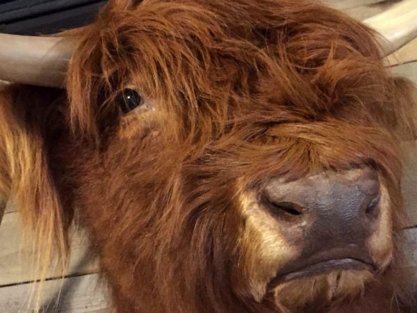 Recently stuffed head of a Scottish highlander