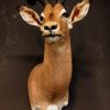 Recently stuffed head of an impala