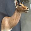 Recently stuffed head of an impala