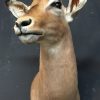 Recently stuffed head of an impala