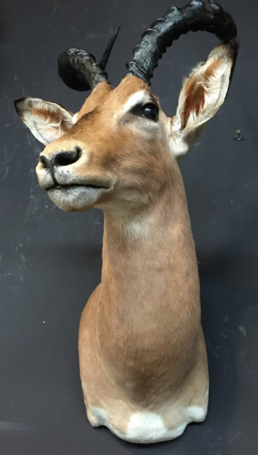 Recentelijk opgezette kop van een impala