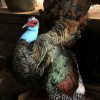 Recently stuffed peacock turkey (Meleagris ocellata).