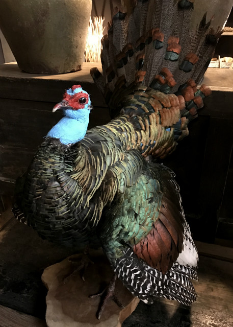 Recently stuffed peacock turkey (Meleagris ocellata).