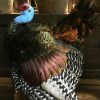 Recently stuffed peacock turkey (Meleagris ocellata).