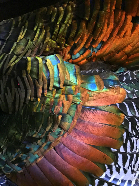 Recently stuffed peacock turkey (Meleagris ocellata).