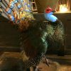 Kürzlich gefüllte Pfau Türkei (Meleagris ocellata)