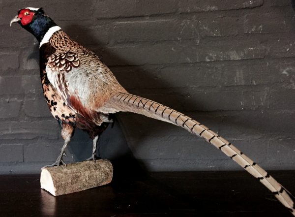 Recently stuffed pheasants