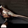 Recently stuffed pheasants