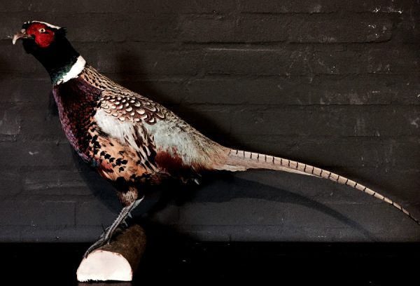 Recently stuffed pheasants