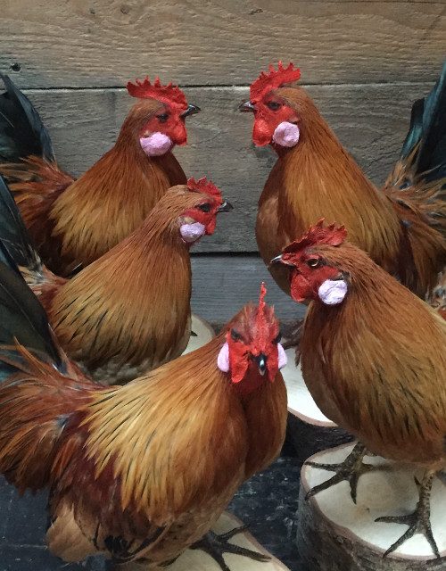Recently stuffed roosters.