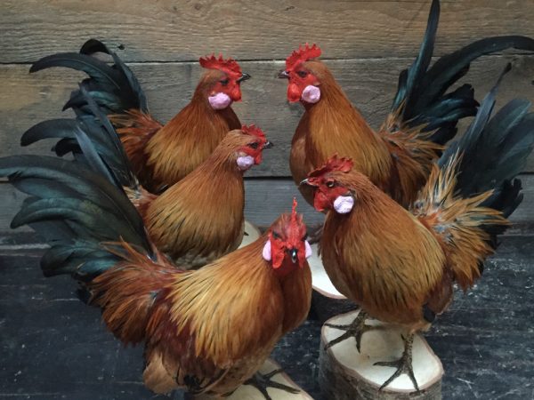Recently stuffed roosters.