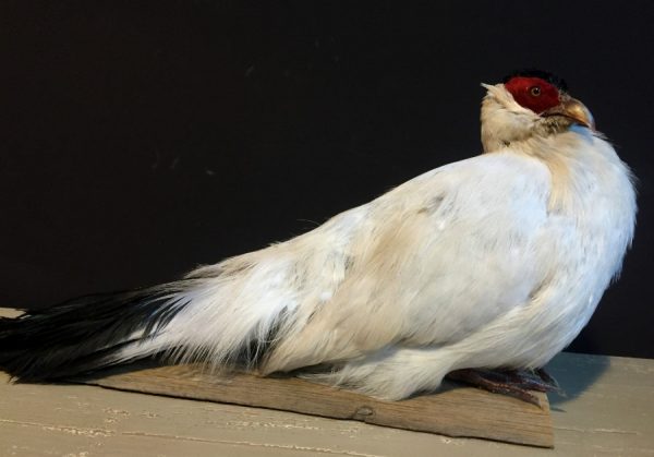 Recently stuffed white pheasants