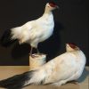 Recently stuffed white pheasants