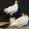 Recently stuffed white pheasants