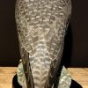 Recently taxidermy black gyrfalcon