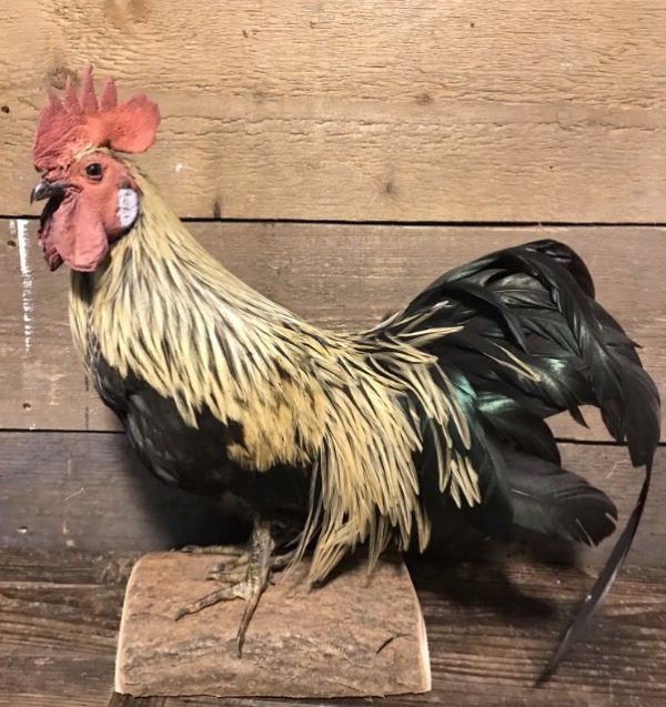 Neue ausgestopfter Hühner