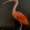 Red Ibis