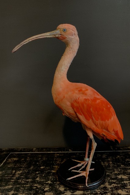 Red Ibis