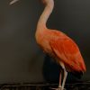 Red Ibis