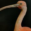 Red Ibis