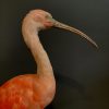 Red Ibis