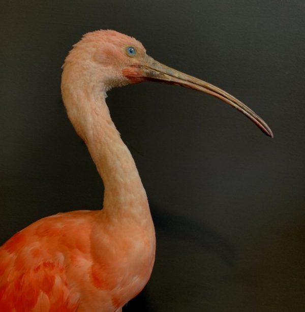 Red Ibis