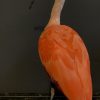 Red Ibis