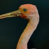 Red Ibis