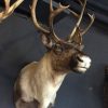 Reindeer trophy head