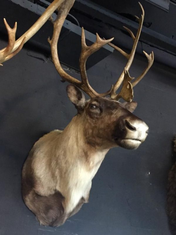 Reindeer trophy head