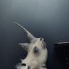 Taxidermy head of a fallow deer.