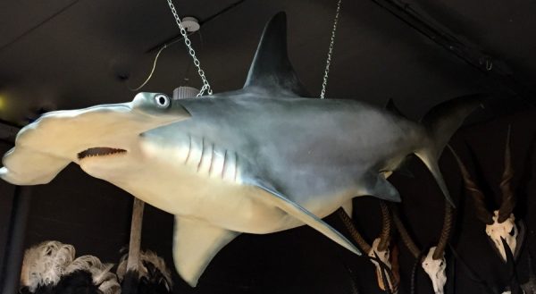 Replica of a hammerhead shark