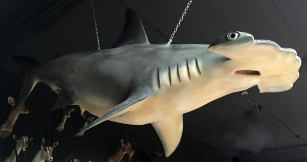 Replica of a hammerhead shark