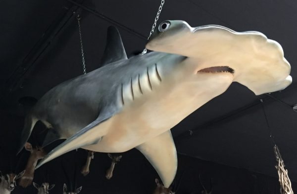 Replica of a hammerhead shark