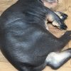 With coated replica of a hippo calf