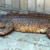 Lebensechte Nachbildung eines riesigen falschen Gharials