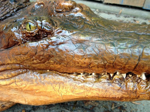 Lebensechte Nachbildung eines riesigen falschen Gharials