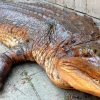 Lebensechte Nachbildung eines riesigen falschen Gharials