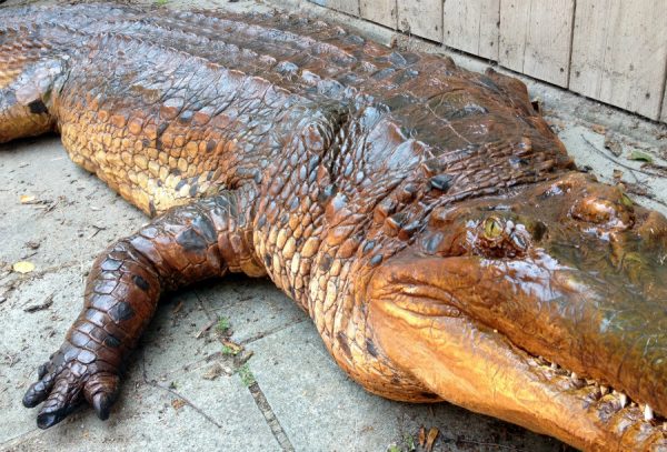 Replica of a hughe false Gharial