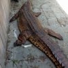 Lebensechte Nachbildung eines riesigen falschen Gharials