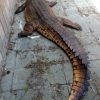 Replica of a hughe false Gharial