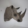 Replica Rhino Head.
