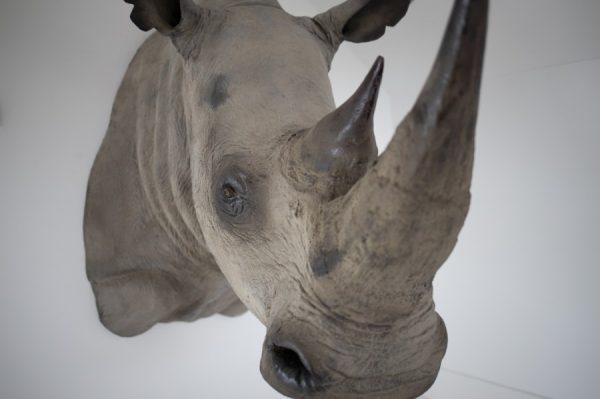 Replica Rhino Head.