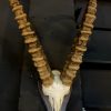 Rough skull of an ibex