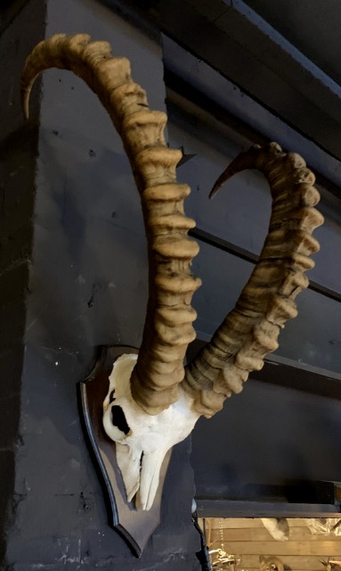 Ruige schedel van een ibex.