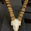 Rough skull of an ibex